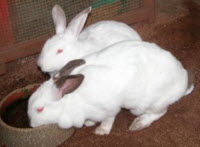 Two white rabbits in a grassy field