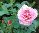 Rose bush with pink flowers