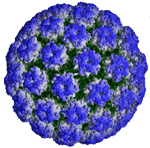 3D model of a virus with an icosahedral shell