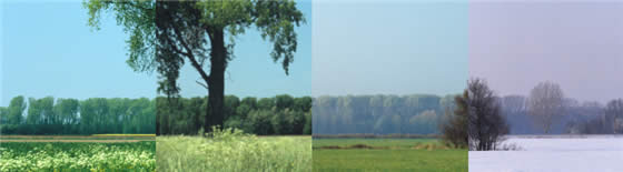 Four photos of the same tree showing changes through spring, summer, autumn, and winter