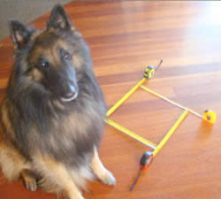 Dog sitting next to a 1 foot by 1 foot square made of tape measures