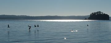 Birds on a large lake representing a megaliter