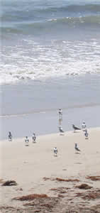 Many seagulls flying over a sandy beach