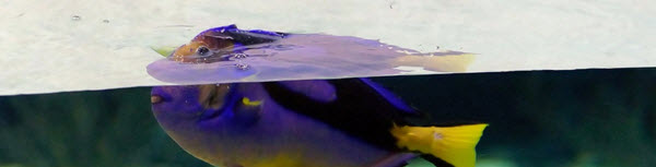 Fish underwater appearing at a shallower depth than its actual position due to refraction.