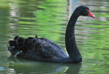 Black swan with a red beak swimming